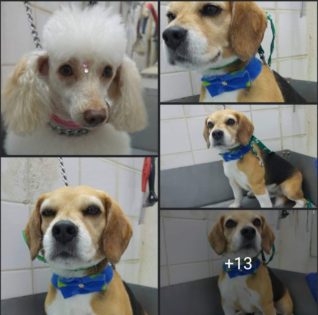 imagen peluqueria